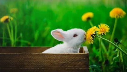 开云体育app-开拓者官方：正式从G联盟混音队召回中国球员杨瀚森